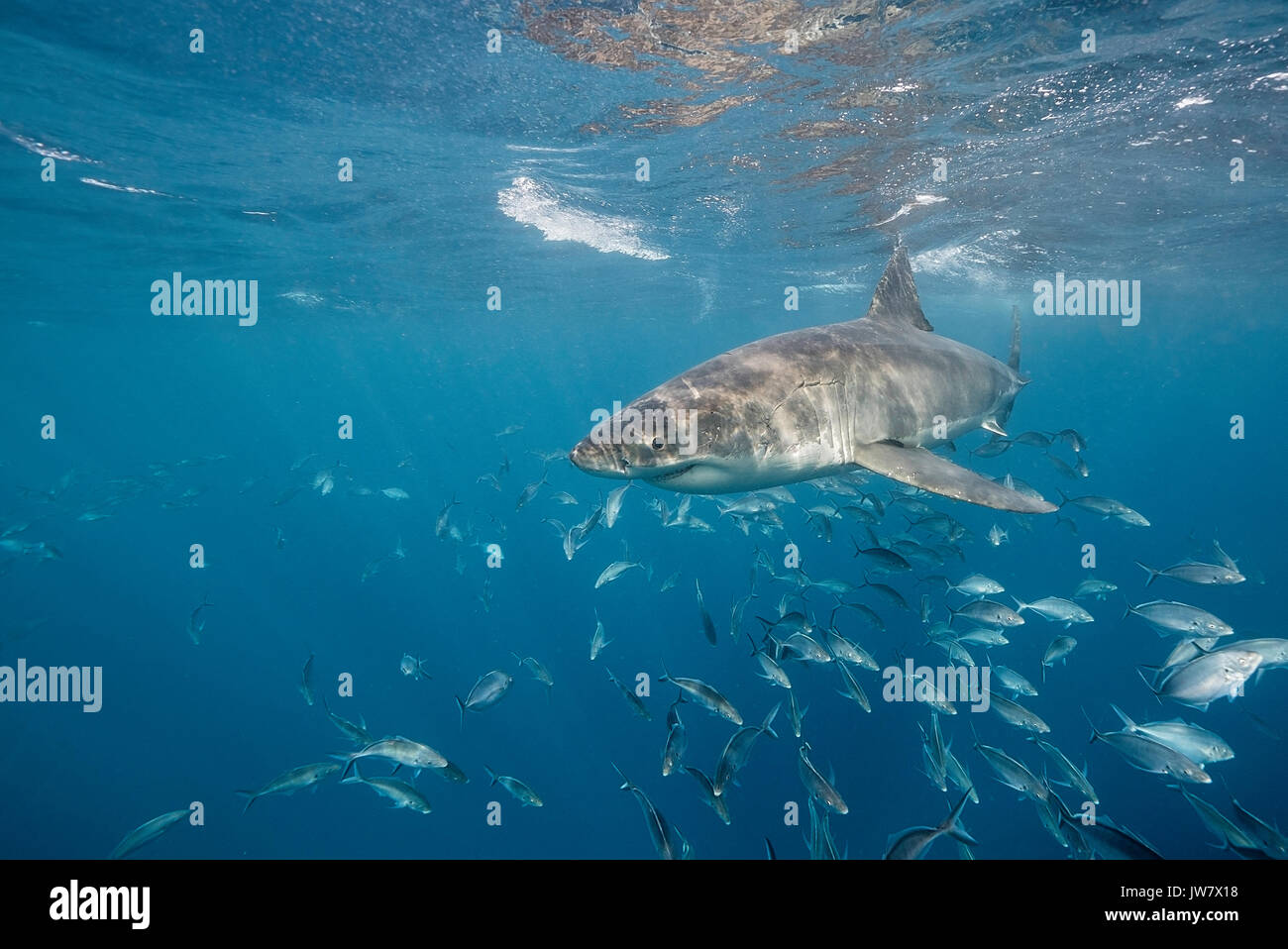 Vue sous-marine d'un grand requin blanc nage avec une école de carangues jacks, Neptune, Australie du Sud. Banque D'Images