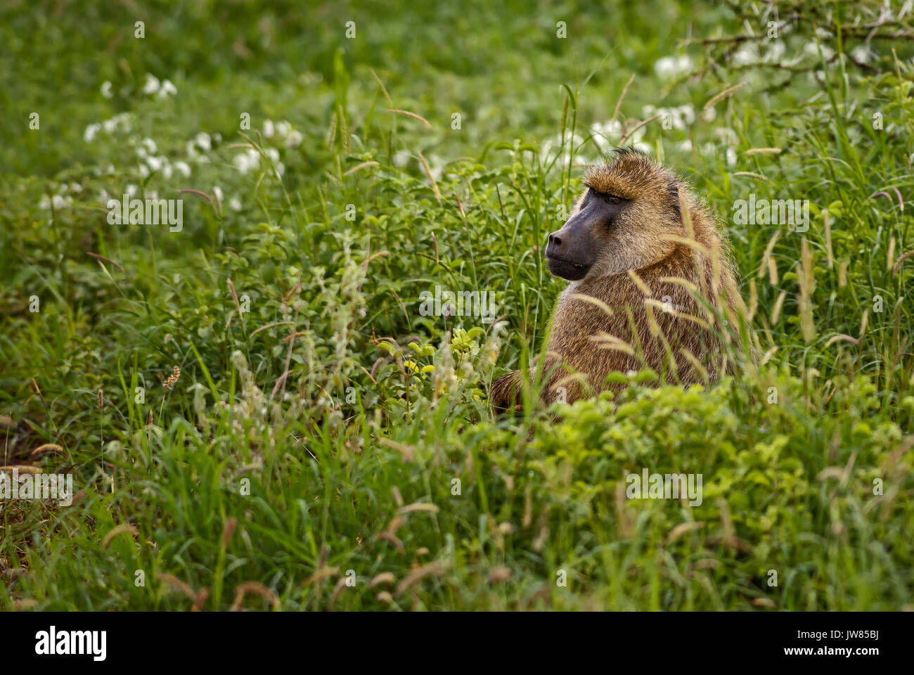 - Papio cynocephalus babouin jaune, le Kenya, l'Afrique Banque D'Images