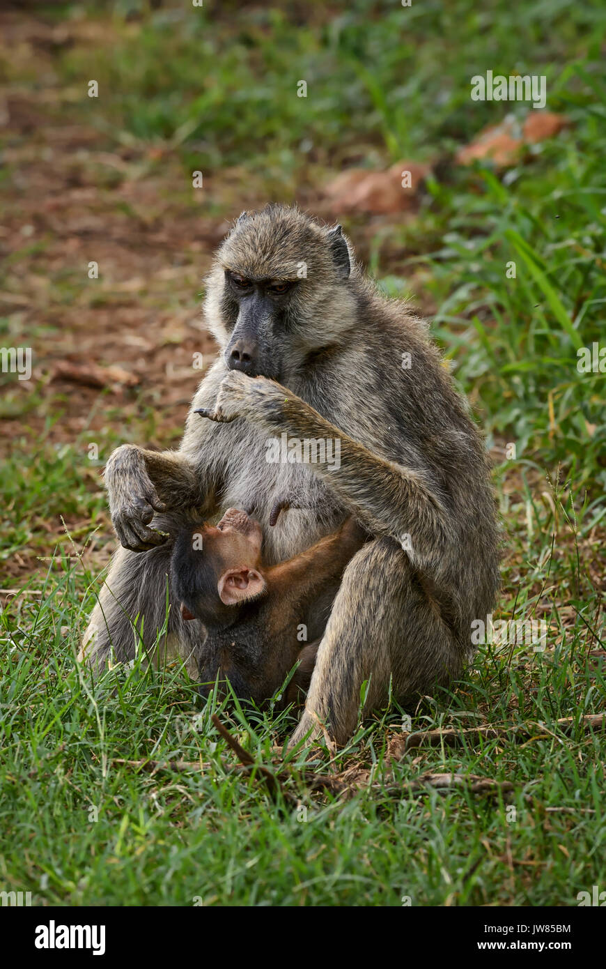 - Papio cynocephalus babouin jaune, le Kenya, l'Afrique Banque D'Images