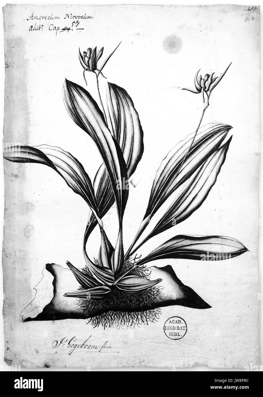 Coelogyne rumphii une espèce d'orchidée. Banque D'Images