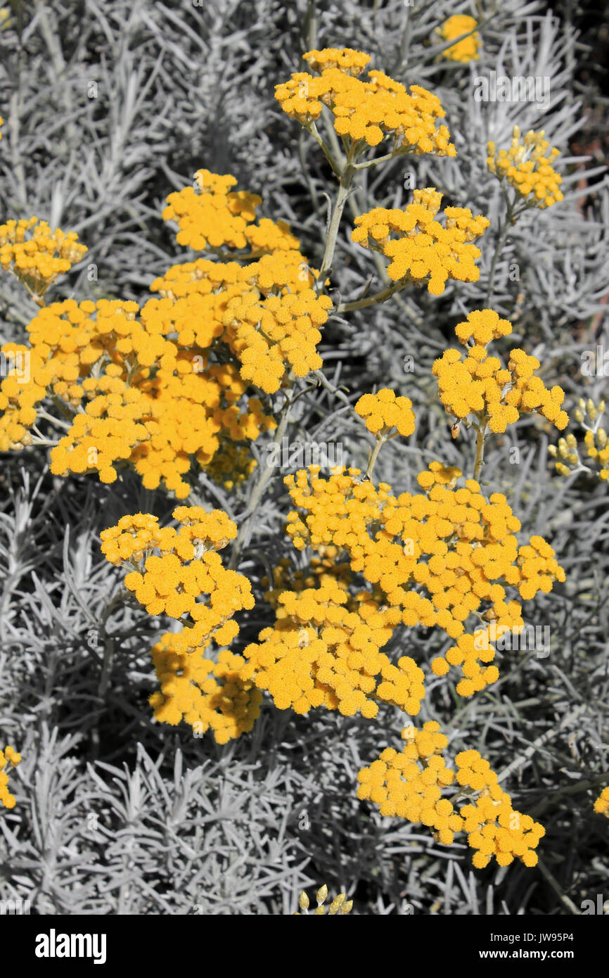 Helichrysum italicum Plante Curry Banque D'Images