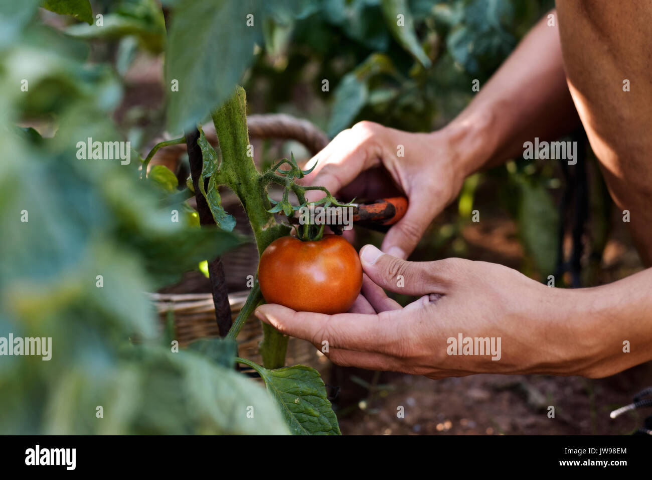 Libre d'un young caucasian Man picking une tomate avec un sécateur à partir de l'usine dans un verger bio Banque D'Images