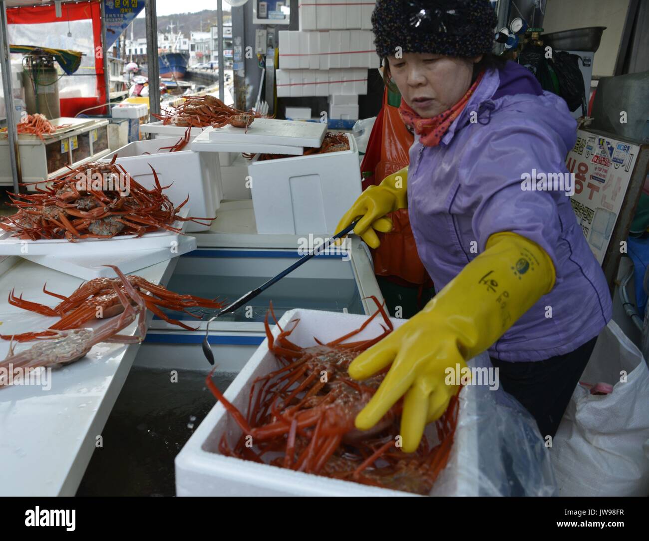 Un vendeur remplit une boîte avec des crabes des neiges au port de la côte Est de la Corée du Sud en Yeongdeuk Ganggu, près de port, de Corée du Sud, le 20 mars 2013. La consommation de poissons, algues et autres produits font partie de la culture culinaire de la Corée. La collection, au service et à la vente de ces produits de la mer sont le moteur de l'économie dans de nombreux petits villages de pêcheurs côtiers de Corée, où l'autobus bondés de touristes nationaux voyage à manger fraîche au bord de la mer. Connu pour ses prestations-maladie acquise dans le légume de mer naturel riche en minéraux et vitamines, la production d'algues de la Corée du Sud les lecteurs culture aqua l'industrie. D'utilisation | worldw Banque D'Images