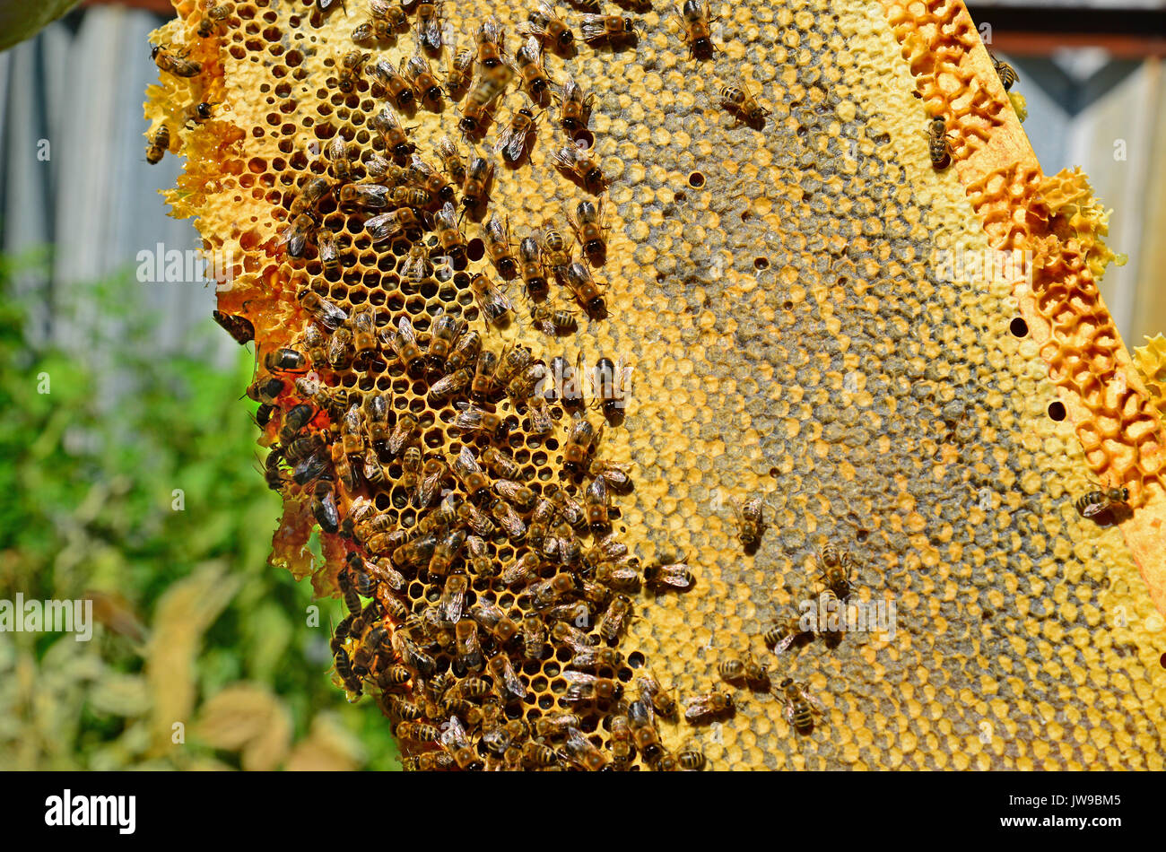 Les abeilles du miel sur une cire de peignes, de l'extérieur Banque D'Images