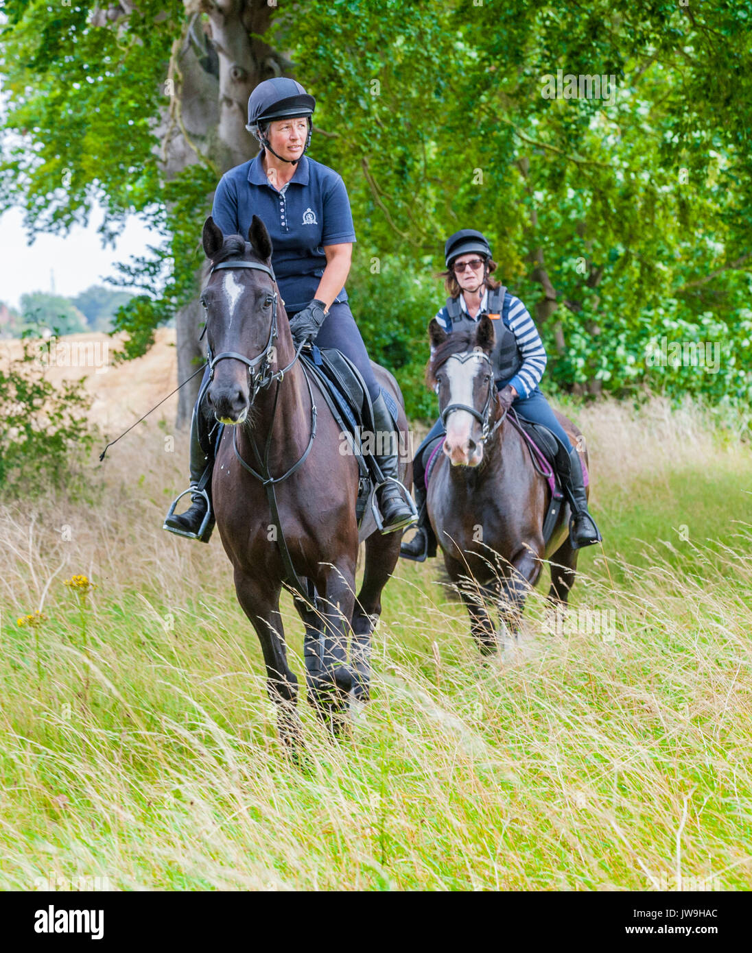 Deux dames à cheval chevaux sur un jour d'été Banque D'Images