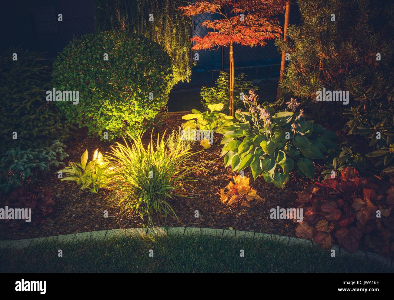 Jardin de l'éclairage ambiant. Système d'éclairage de jardin. Plantes colorées dans la nuit. Banque D'Images