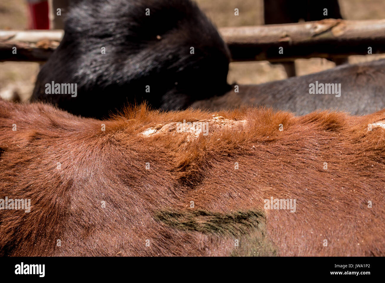 Zébu rouge Iringa (Bos indicus) montrant des signes d'choripotic mange, en attente dans un écrasement (enclos) pour le traitement vétérinaire dans l'hig tanzanien Banque D'Images