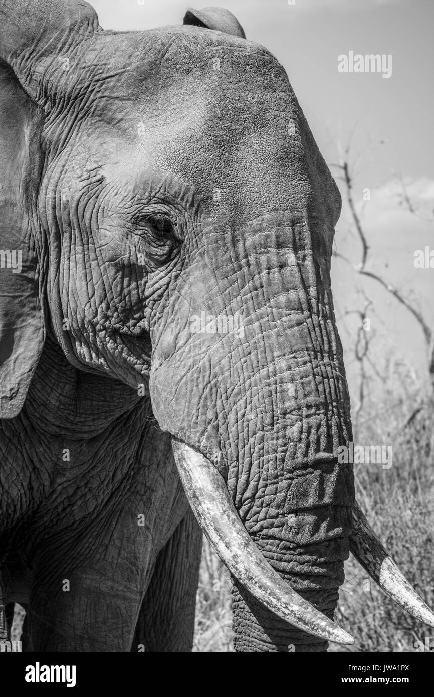 L'éléphant africain (Loxodonta africana) dans le Ruaha National Park, Tanzanie Banque D'Images