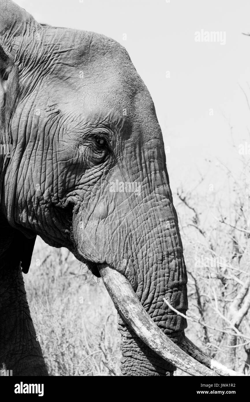 L'éléphant africain (Loxodonta africana) dans le Ruaha National Park, Tanzanie Banque D'Images
