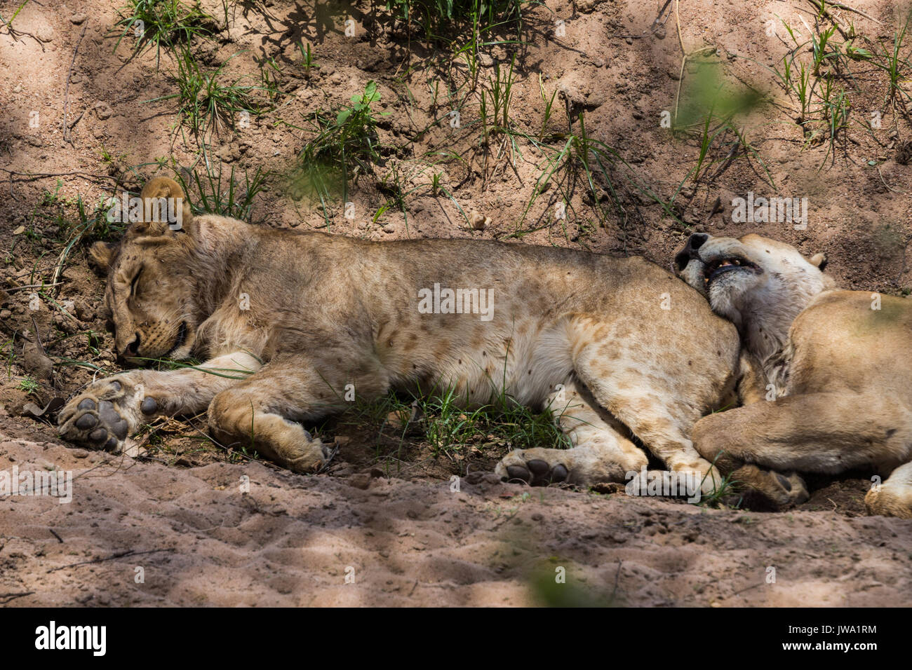 Jeune lionne (Panthera leo) avec marquages visibles incombe à un ventre plein à Ruaha National Park, Tanzania Banque D'Images