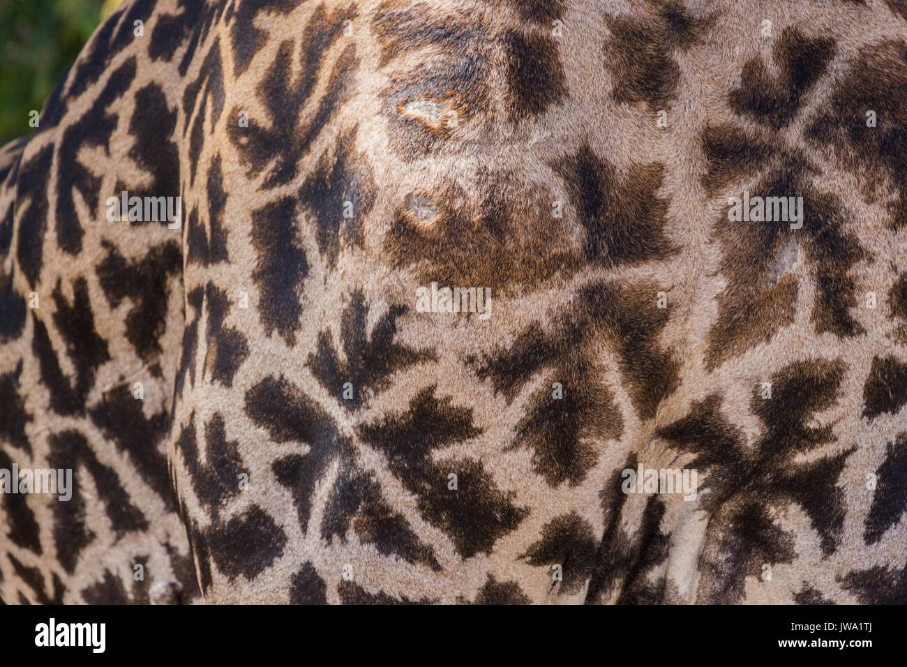 Les Masais Girafe (Giraffa tippelskirchi) dans le Ruaha National Park, Tanzania Banque D'Images