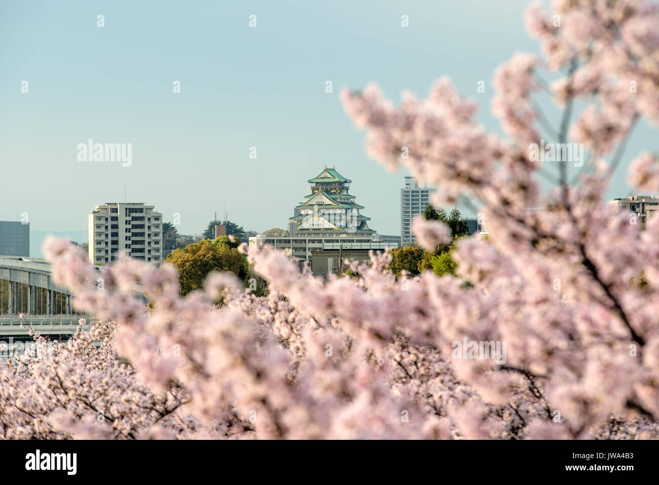 Le château d'Osaka avec cherry blossom à Osaka, Japon. Le Japon printemps belle scène. Banque D'Images