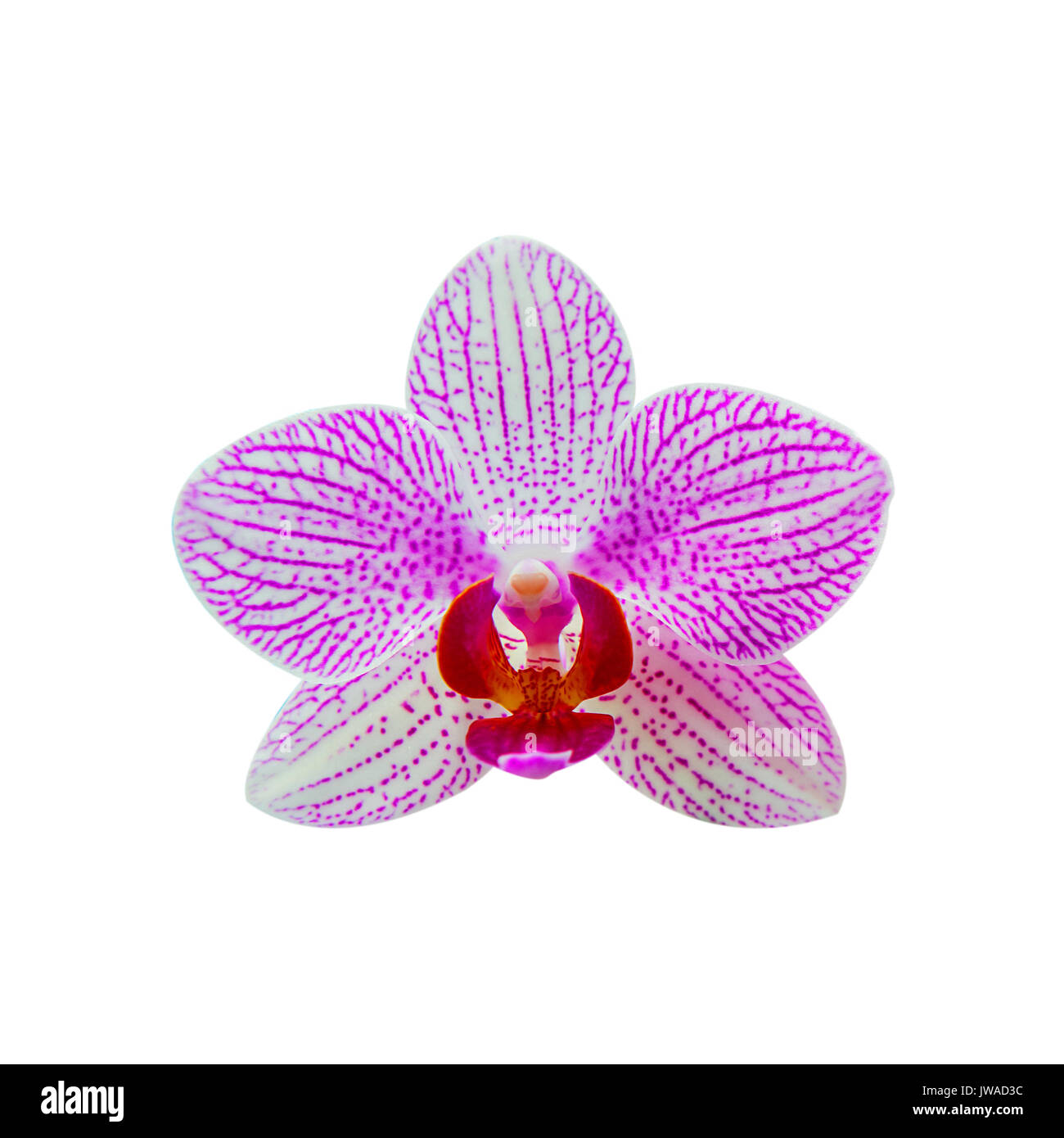 Orchid isolé sur fond. Banque D'Images