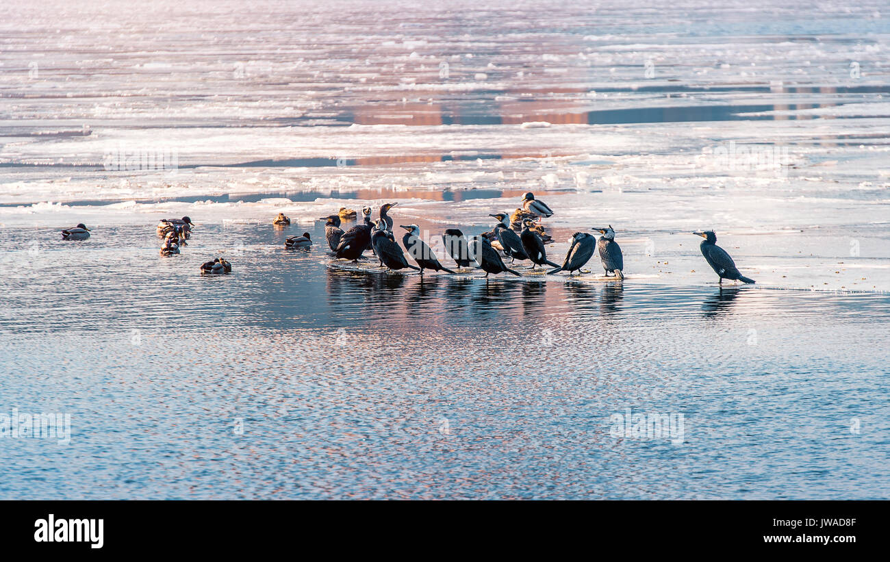 Les oiseaux et les canards sur la rivière Han couvert de glace en hiver, à Séoul en Corée du Sud. Banque D'Images