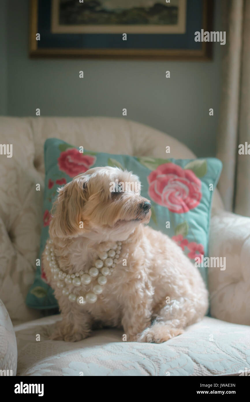 Morkie Mixed breed dog avec des bijoux Banque D'Images