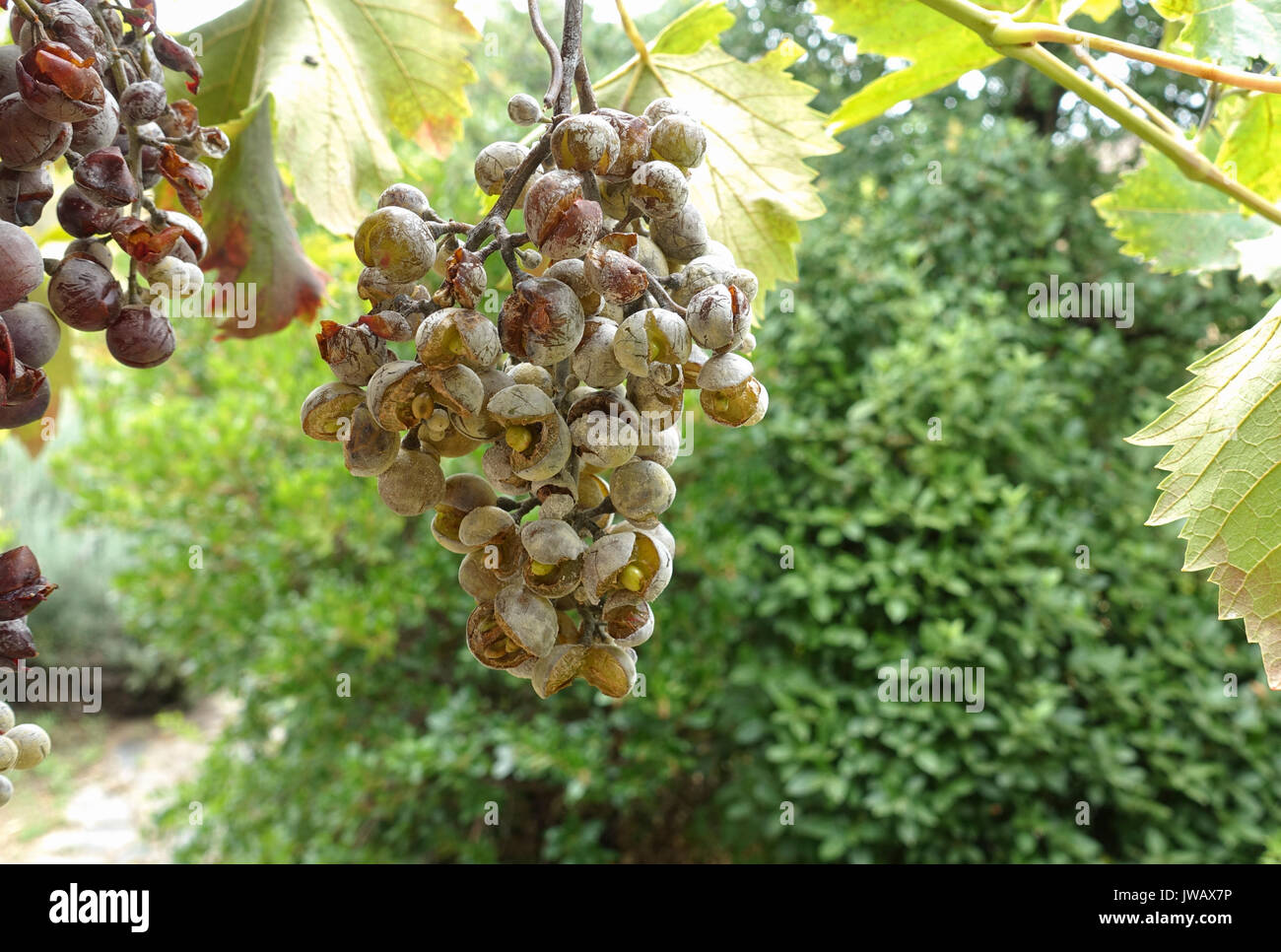 Maladies du raisin Banque de photographies