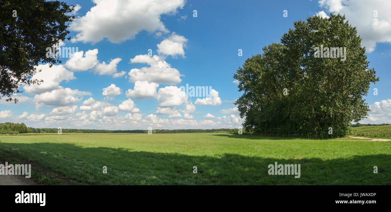 Prairie verte prairie, champs, réserve naturelle, 76218, Cuijk, Limbourg, Pays-Bas Banque D'Images