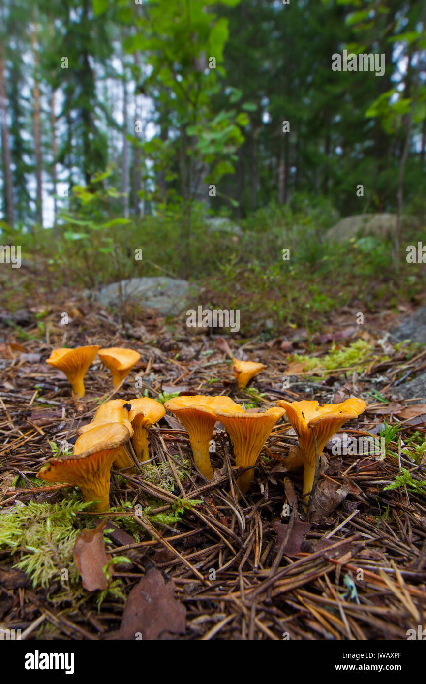 Champignons girolles comestibles Banque de photographies et d’images à