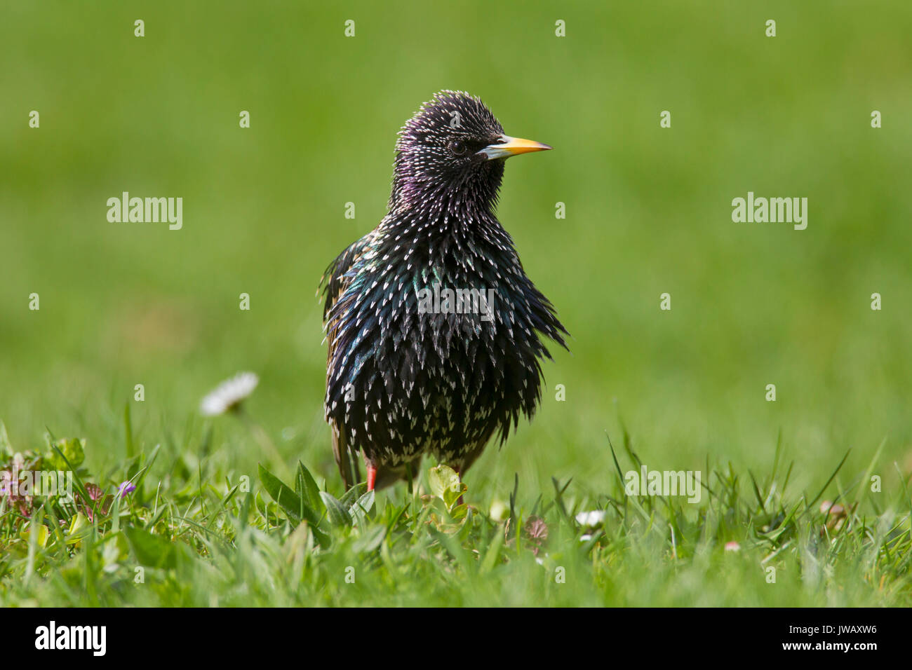 Étourneau sansonnet / l'étourneau sansonnet (Sturnus vulgaris) en plumage nuptial se nourrissent dans les prairies au printemps Banque D'Images