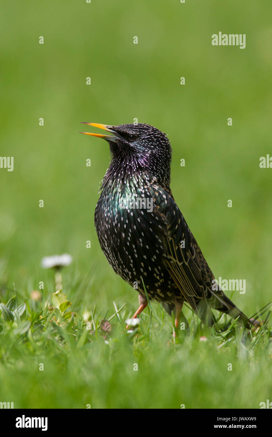 Étourneau sansonnet / l'étourneau sansonnet (Sturnus vulgaris) en plumage nuptial se nourrissent dans les prairies au printemps Banque D'Images