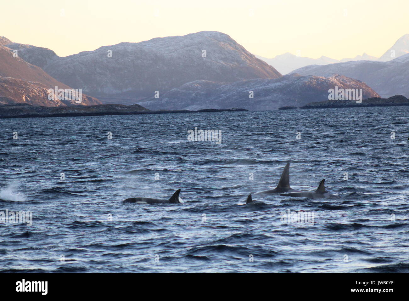 Famille d'Orcas natation dans les fjords en Norvège par des montagnes Banque D'Images