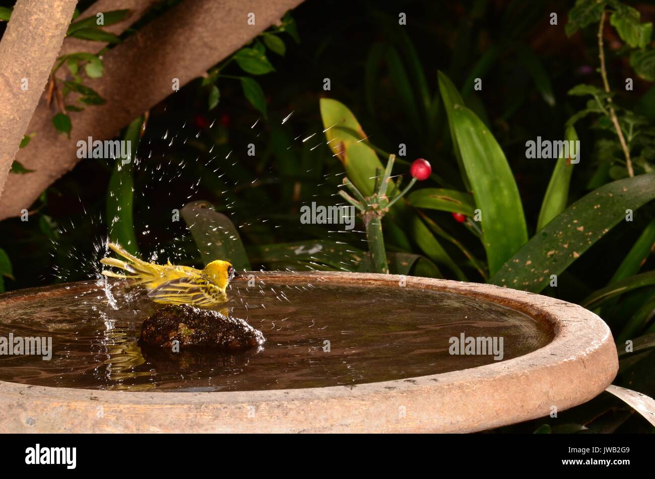 L'évêque d'or (Euplectes afer) en prenant un bain dans un jardin bain d'oiseaux. Homme construit un nid en forme de boule allongée à partir de brins d'herbe longue haut au-dessus de la masse. Banque D'Images