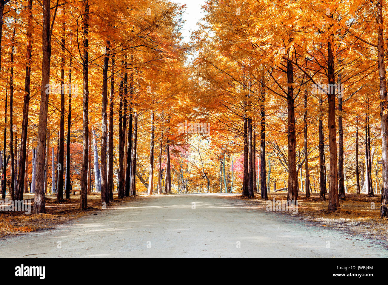 Les arbres d'automne en Corée, l'île de Nami. Banque D'Images