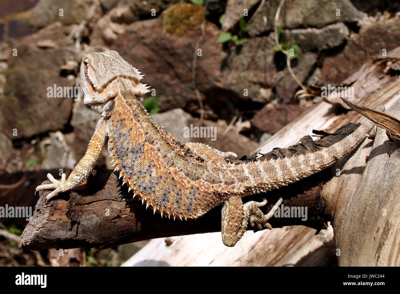 Le centre de dragon barbu Pogona vitticeps / Amphibolurus vitticeps, sub Navigation adultes dragon barbu sur arbre tombé. L'Australie, de l'Australie en captivité Lizard Banque D'Images