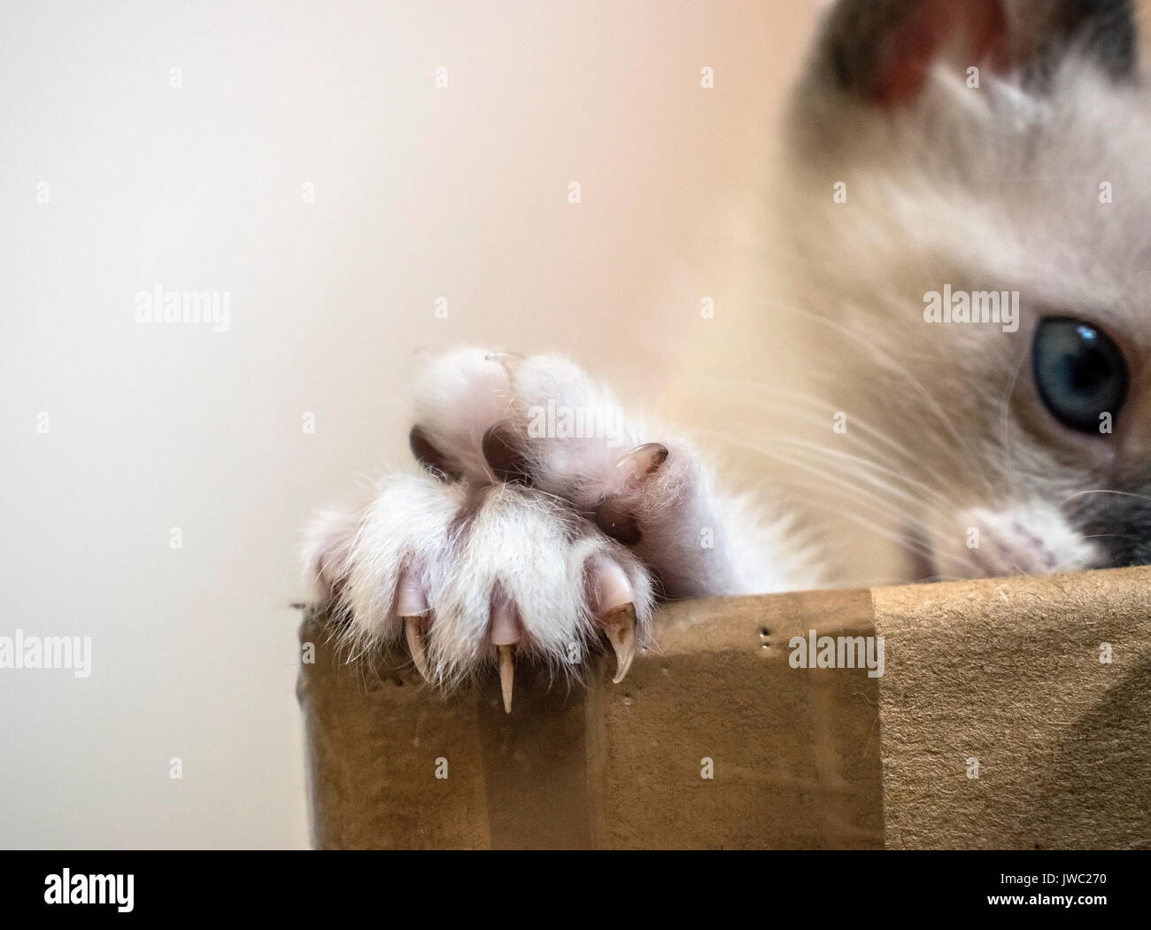 Cat montrant deux pattes sur le dessus d'une boîte en carton, des problèmes de mise au point à l'arrière-plan regardant la caméra, fond blanc Banque D'Images