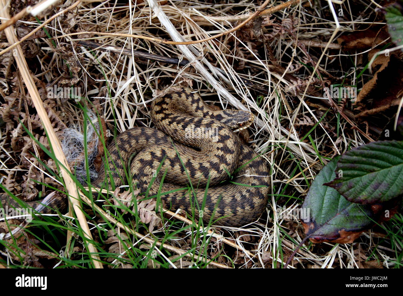 L'additionneur européen commun, Vipera berus, sur les collines de Malvern, Worcestershire. Femelle adulte serpent venimeux UK Banque D'Images