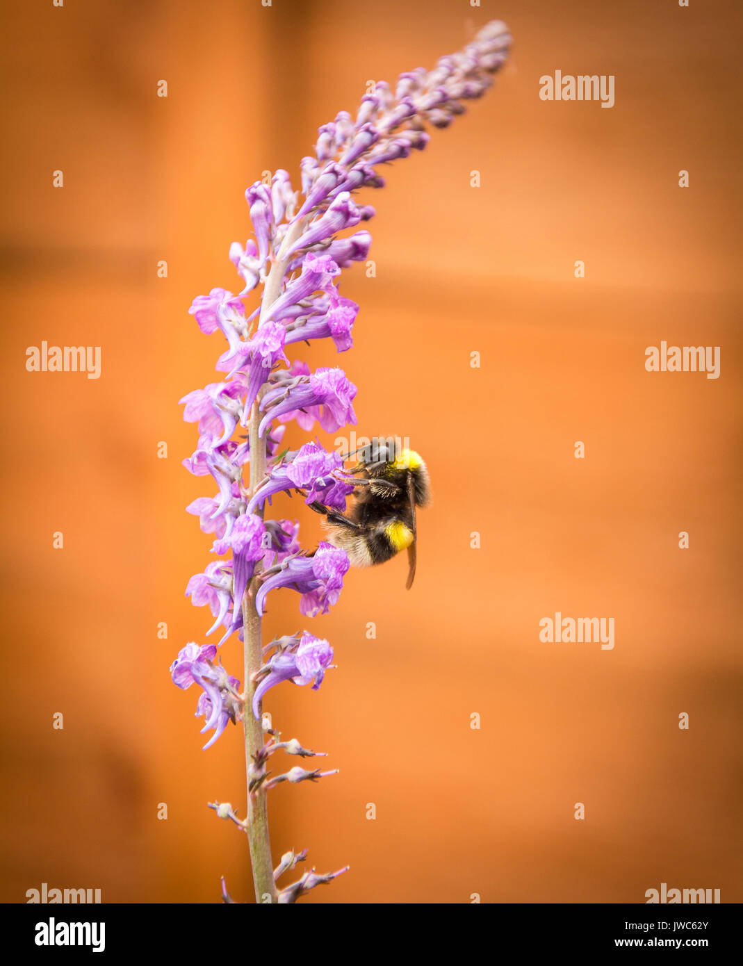Exeter, Royaume-Uni - 10 juin 2017 : une photo macro d'une Bumble Bee à queue Buff pollinisant avec une clôture de jardin comme arrière-plan Banque D'Images