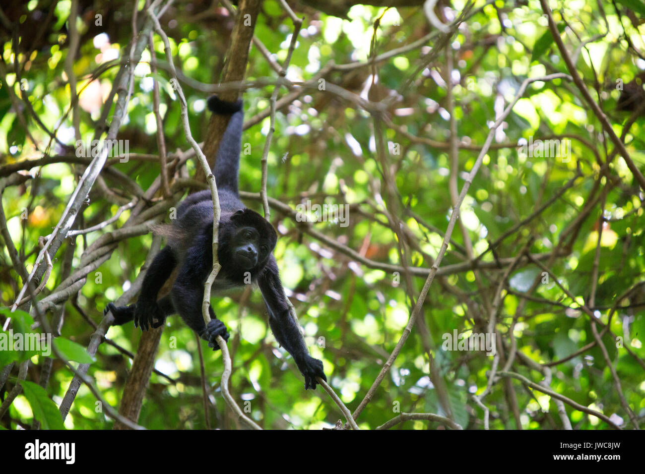 Queue De Singe Banque D Image Et Photos Alamy
