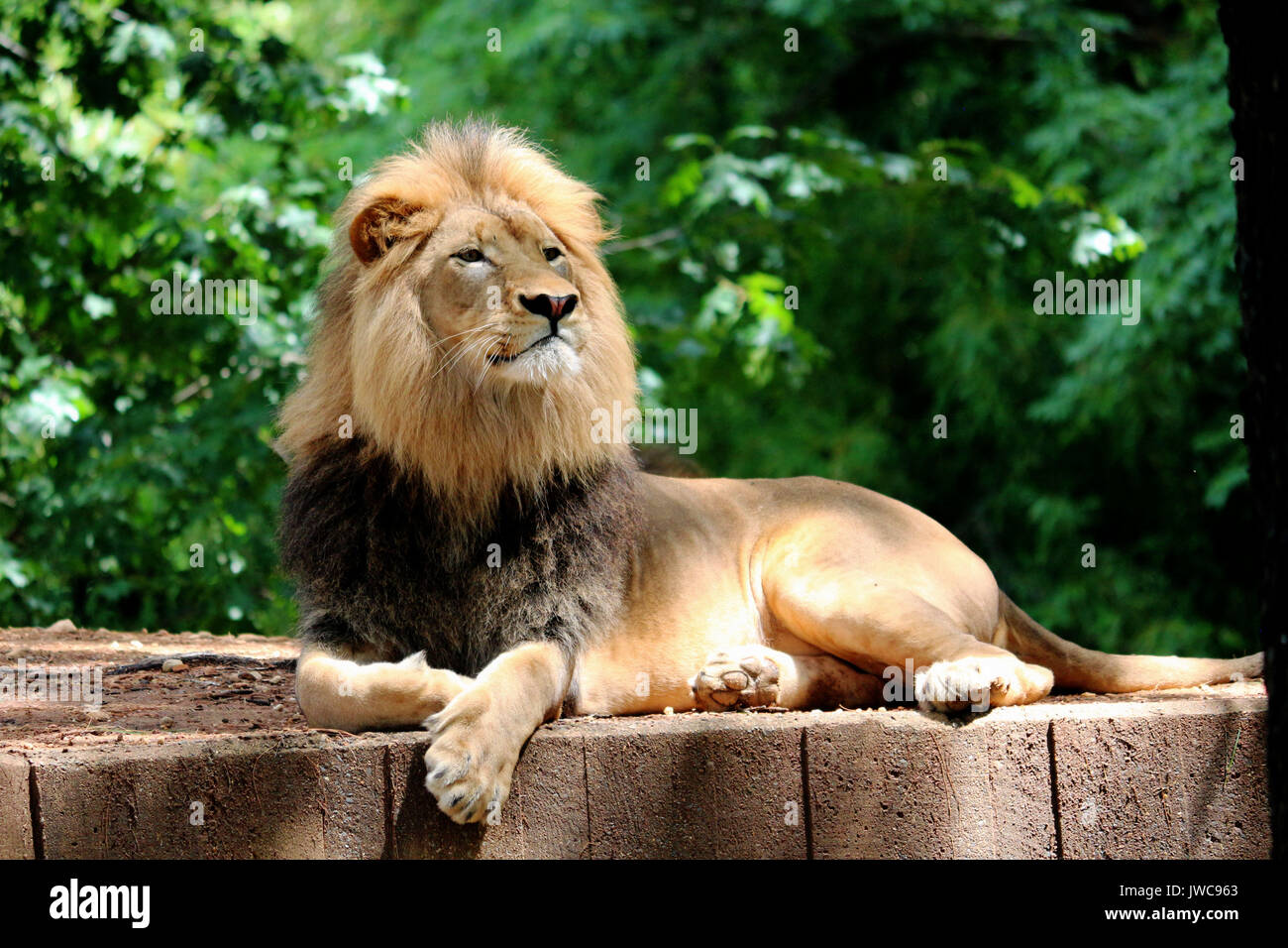 Un lion se détendre dans son habitat avec un fond vert. Banque D'Images
