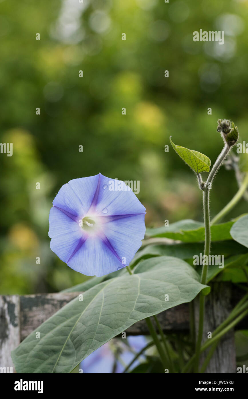 Ipomea 'Inkspots'. Gloire du matin fleur sur un treillis de jardin. UK Banque D'Images