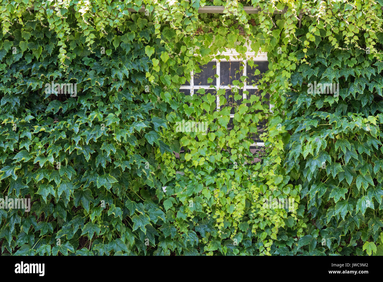 Du Parthenocissus tricuspidata. Boston ivy couvrant un mur et fenêtre d'une maison. Goring-on-Thames, Oxfordshire, Angleterre Banque D'Images
