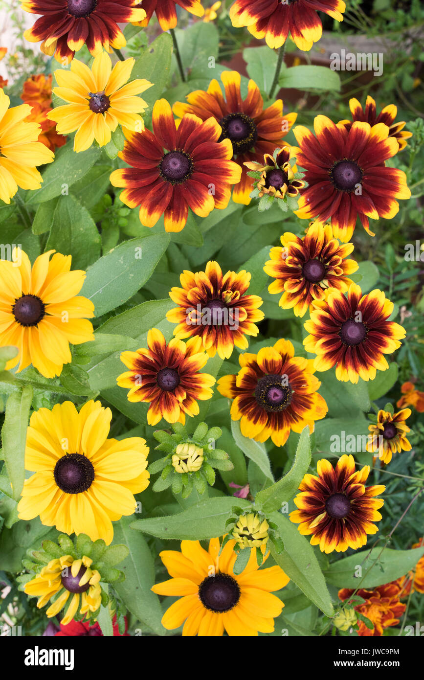 Rudbeckia 'nain' Fleur rustique. Coneflowers dans un jardin anglais. UK Banque D'Images