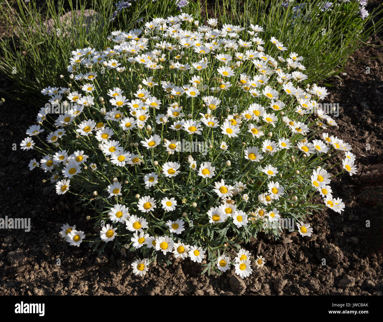 Ox-eye daisies (Leucanthemum vulgare), Nordrhein-Westfalen, Allemagne Banque D'Images