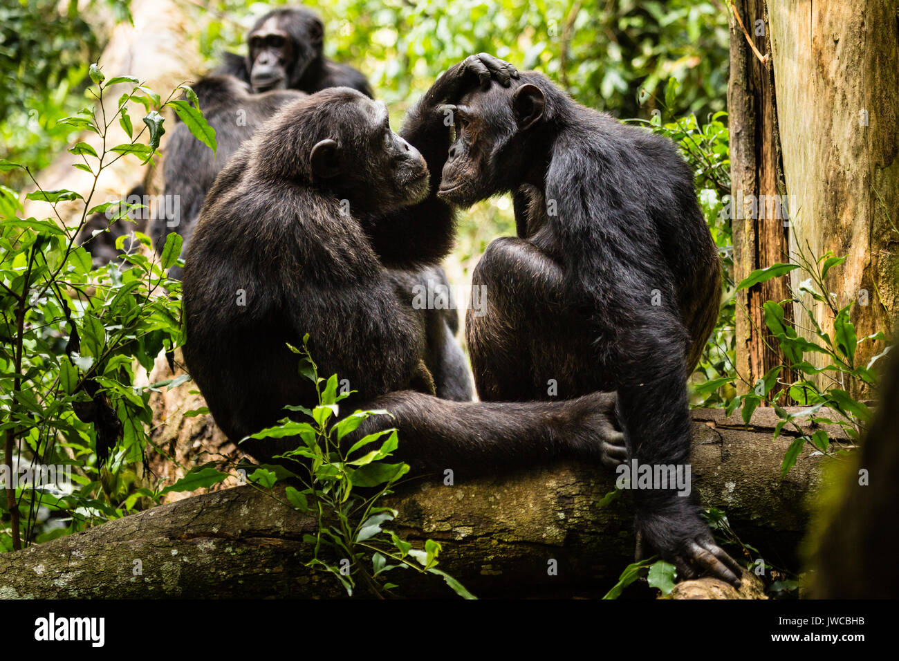 Les chimpanzés communs (Pan troglodytes) en forêt, le toilettage, le parc national de Kibale, en Ouganda Banque D'Images