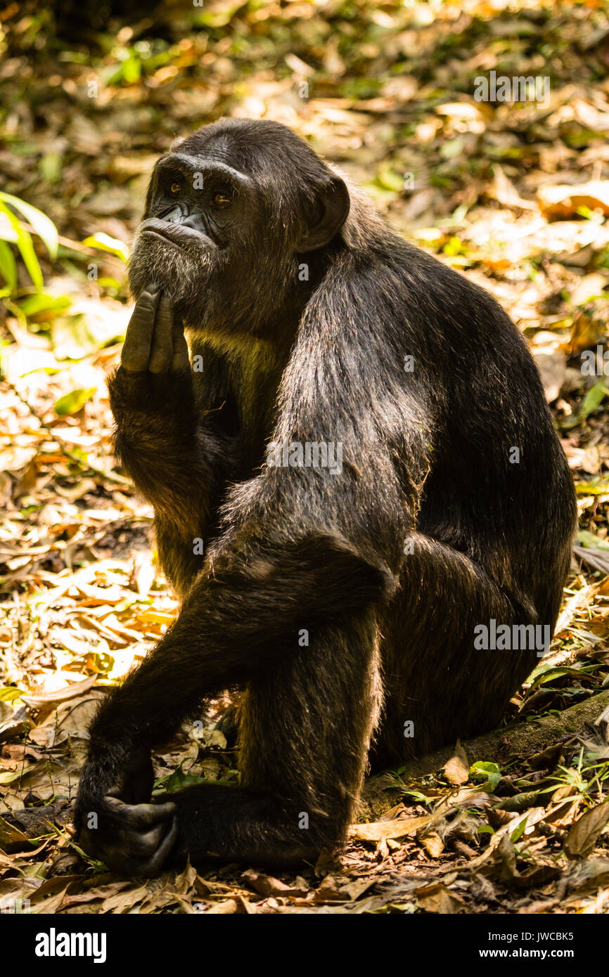 (Pan Troglodytes chimpanzé commun) en forêt, parc national de Kibale, en Ouganda Banque D'Images