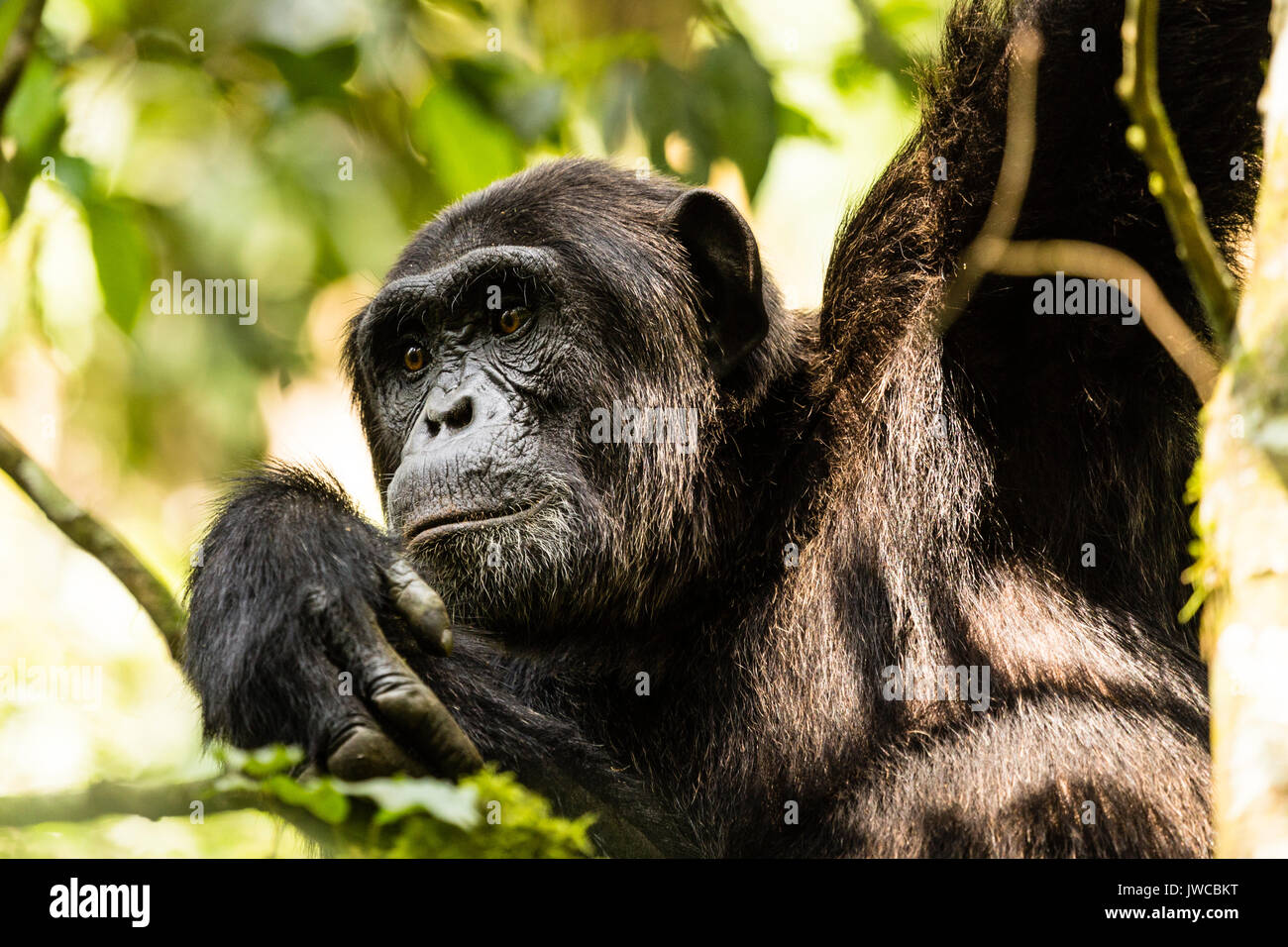 (Pan Troglodytes chimpanzé commun) en forêt, parc national de Kibale, en Ouganda Banque D'Images