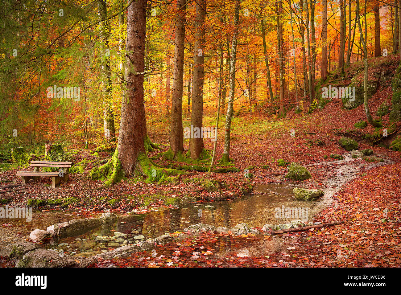 Beau paysage d'automne avec un banc en bois sur la rive, entouré de feuilles mortes et arbres colorés, sur une journée ensoleillée d'octobre. Banque D'Images