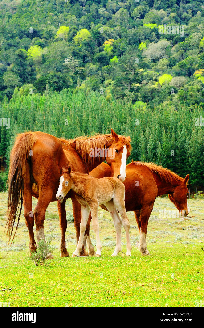Famille de chevaux à Hogsback, Afrique du Sud. Banque D'Images