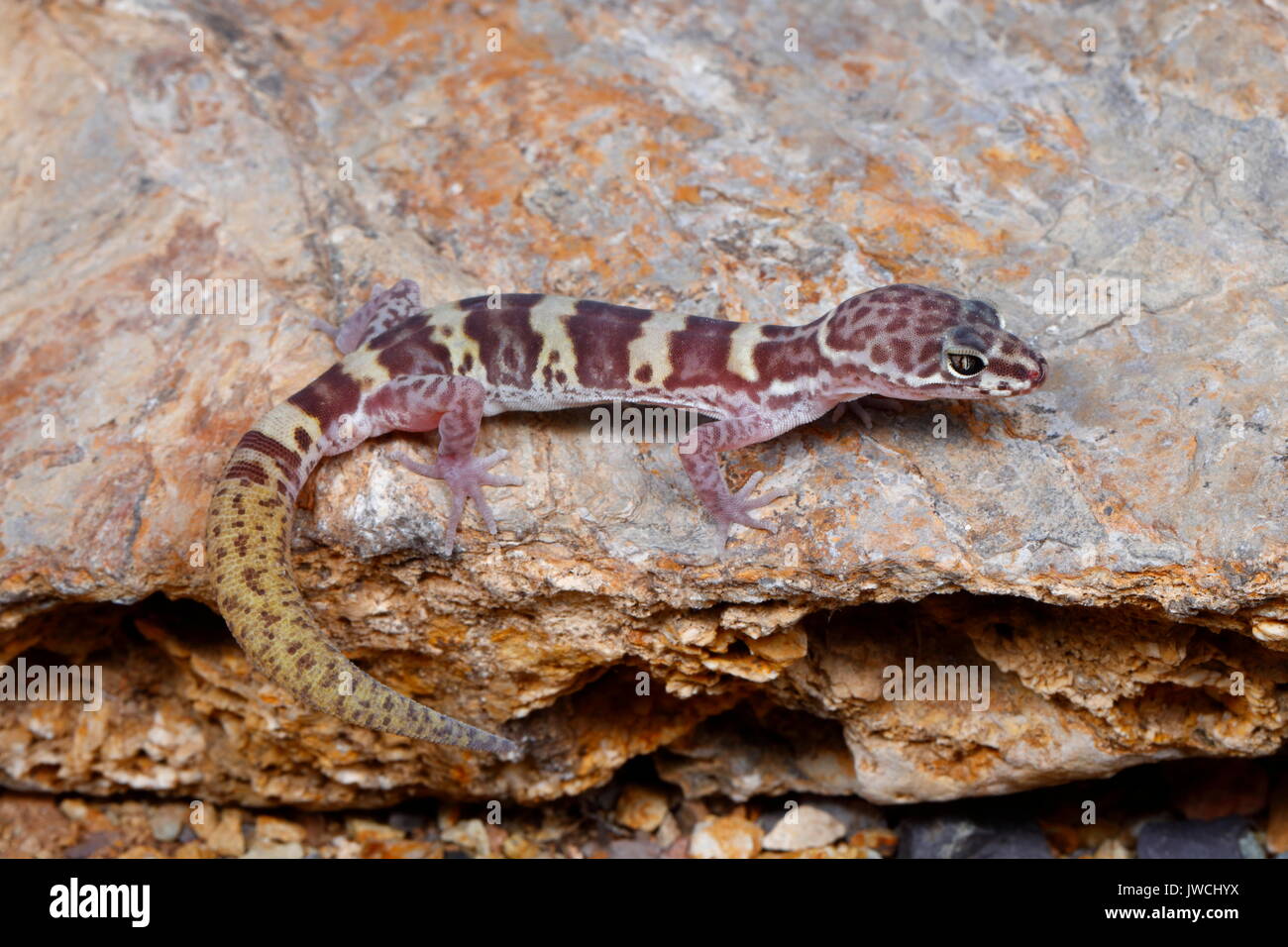 Un western banded gecko, Coleonyx variegatus, repose sur un rocher dans le désert. Banque D'Images