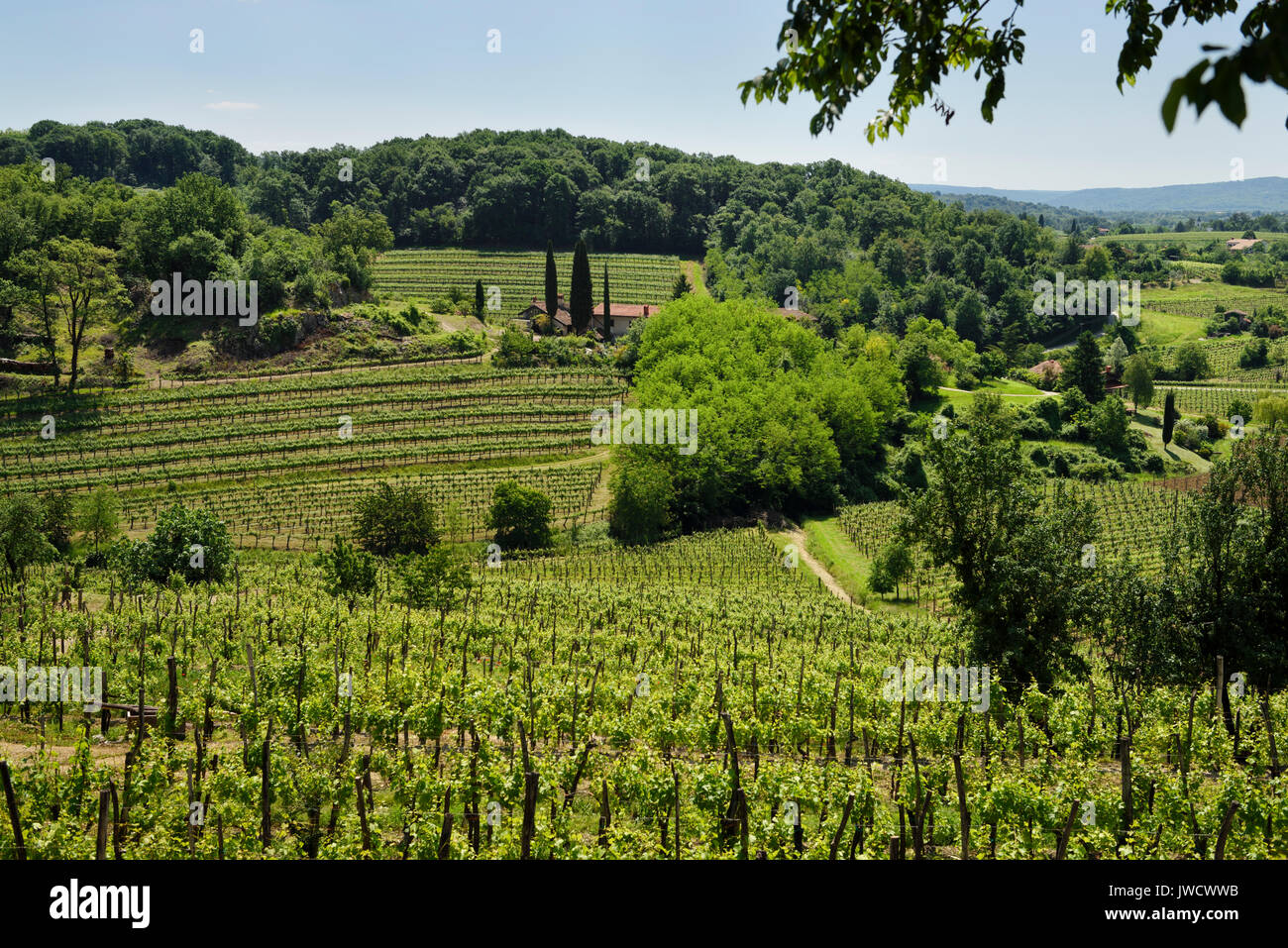 Vignoble les vignes dans les vertes collines de Gorizia à Dolnje Cerovo Brda Slovénie au printemps Banque D'Images