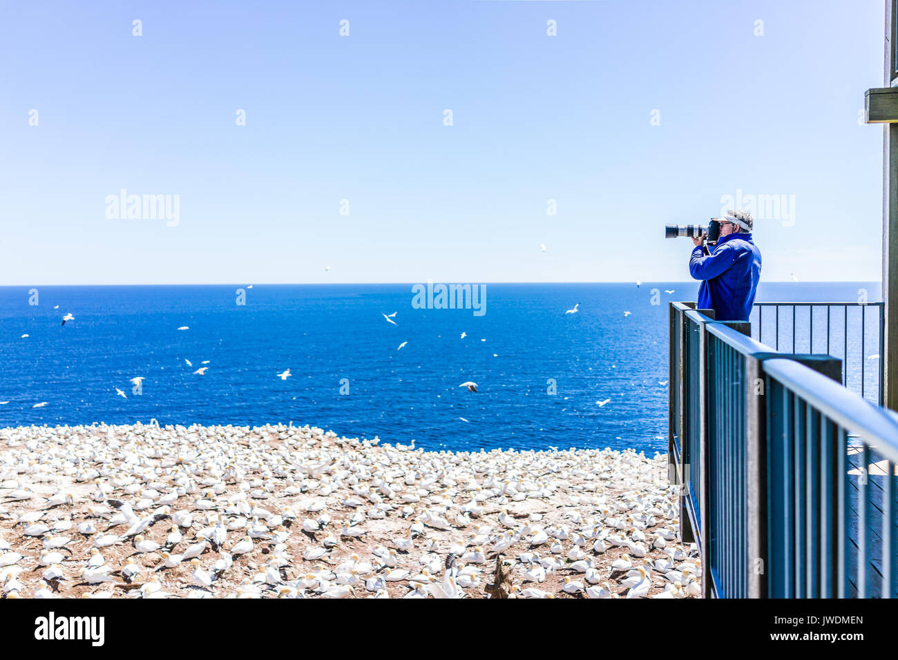 Percé, Canada - le 6 juin 2017 : l'homme photographe prendre des photos d'oiseaux nichant sur Gannet colony falaise de l'île Bonaventure au Québec, Canada par Gasp Banque D'Images