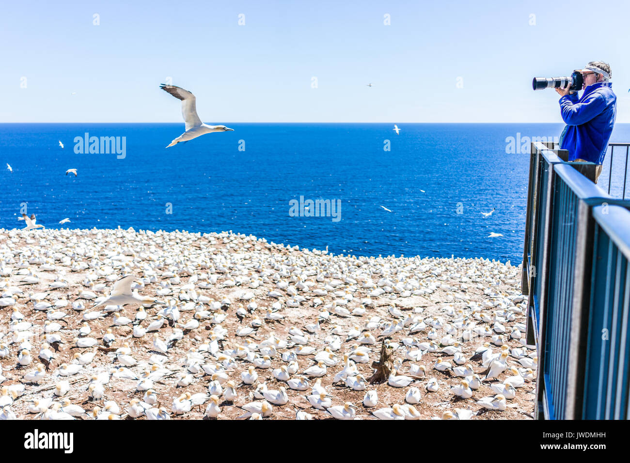 Percé, Canada - le 6 juin 2017 : l'homme photographe prendre des photos d'oiseaux nichant sur Gannet colony falaise de l'île Bonaventure au Québec, Canada par Gasp Banque D'Images