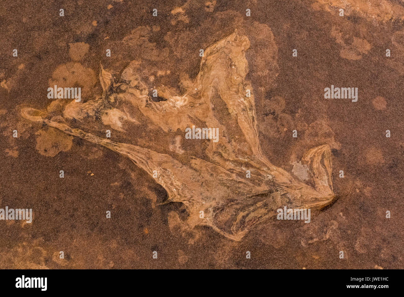 Piste de dinosaures en grès au nord de montagne de mocassins Site sur terre près de BLM Coral Pink Sand Dunes State Park, Utah, USA Banque D'Images