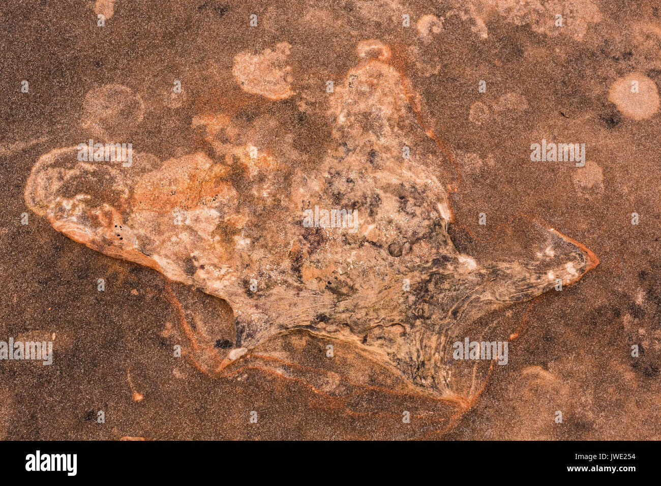 Piste de dinosaures en grès au nord de montagne de mocassins Site sur terre près de BLM Coral Pink Sand Dunes State Park, Utah, USA Banque D'Images