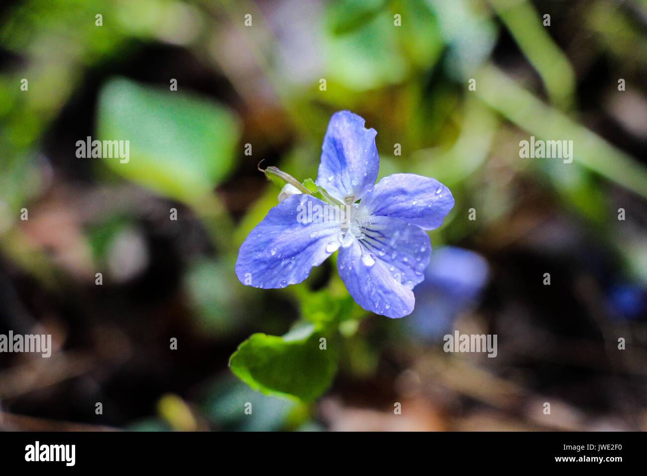 Une Petite Fleur Bleue Qui Croit Dans Une Clairiere De La Foret Est Couvert Avec De Delicates Gouttes De Rosee Du Matin L Offre Les Rayons Du Soleil Photo Stock Alamy