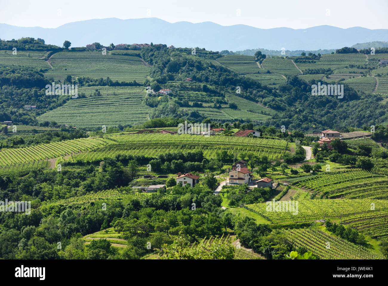 Voir Printemps de lignes de raisins dans les vignes et vergers de cerisiers Goriska Brda Slovénie Smartno de Hills Banque D'Images